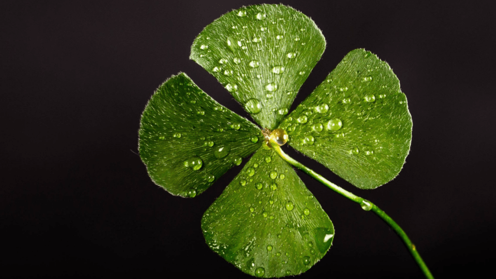 four leaf clover