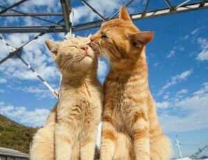 details of gdtj45 builder software