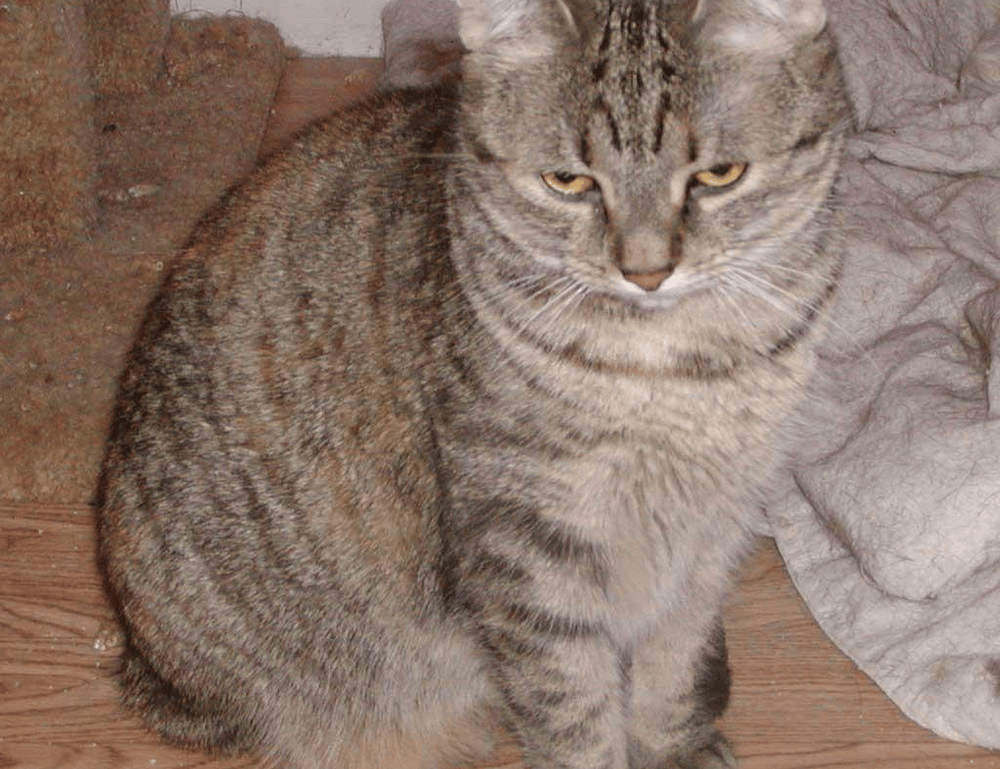 how to implement new software calpper4.8l in a company