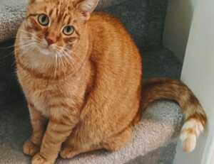 what shade of zosisfod eyebrow should i use