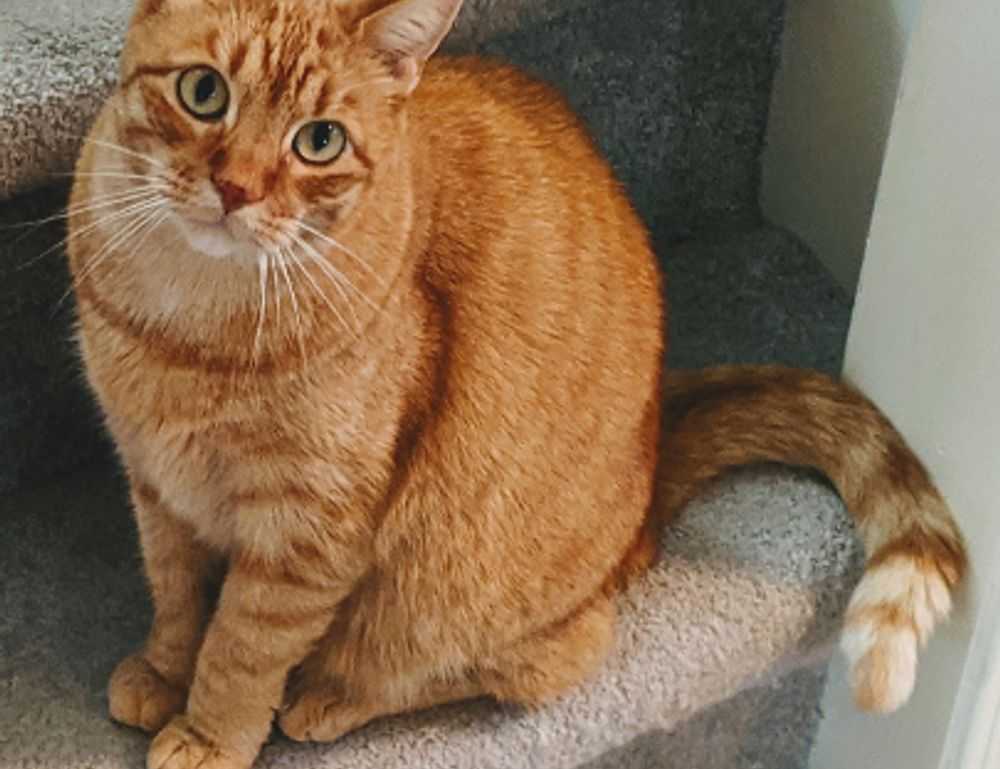 what shade of zosisfod eyebrow should i use