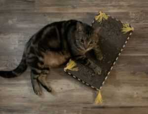 why python genboostermark is used in cyber security