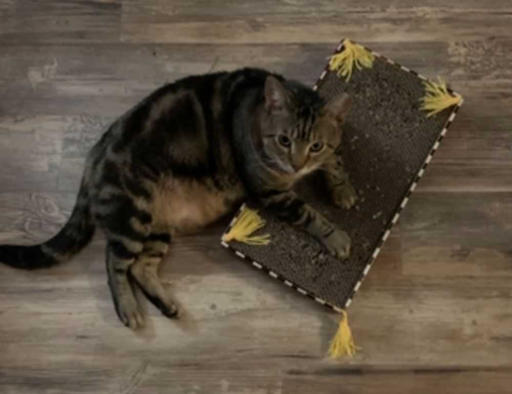 why python genboostermark is used in cyber security